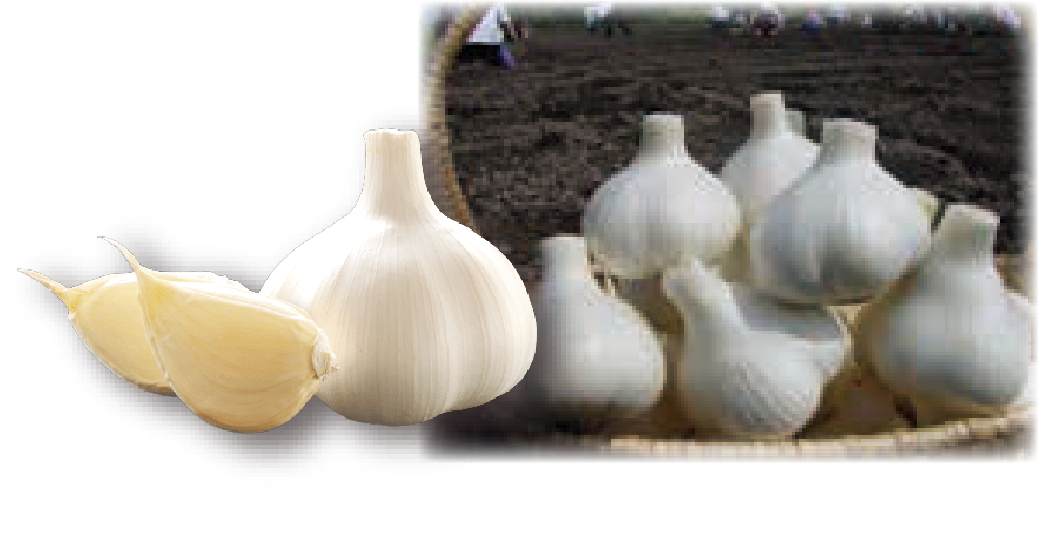 たっぷり薬味×きざみにんにく
